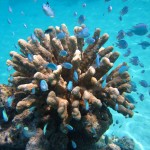 Damselfish in Acropora