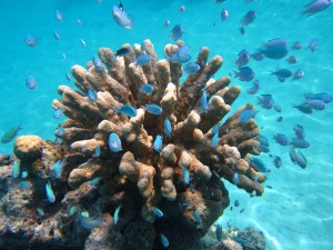 Damselfish in Acropora