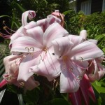 Easter lilies