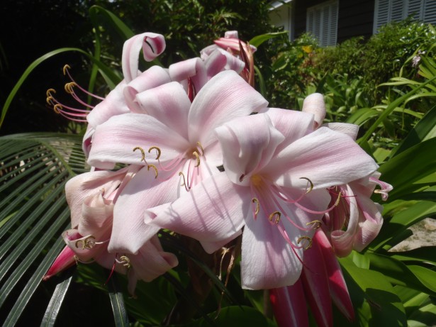 Easter lilies