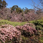 Japanese Friendship Garden in San Diego's Balboa Park