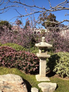 Cherry Blossoms at Japanese Friendship Garden