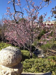 Canyon of Blooms in Japanese Friendship Garden