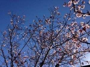 Blooms in the sky Japanese Friendship Garden
