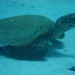 sea turtle conservation