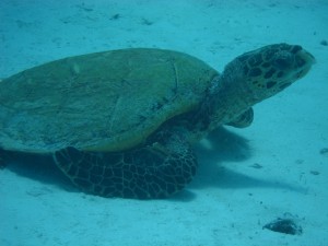 sea turtle conservation