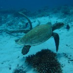 sea turtle video