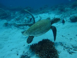 sea turtle video